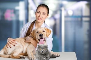 Su Amor Deja Huella es una de las mejores Funerarias de mascota en Colombia