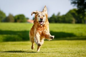 Alimentación Adecuada para la Salud y Bienestar de los Perros