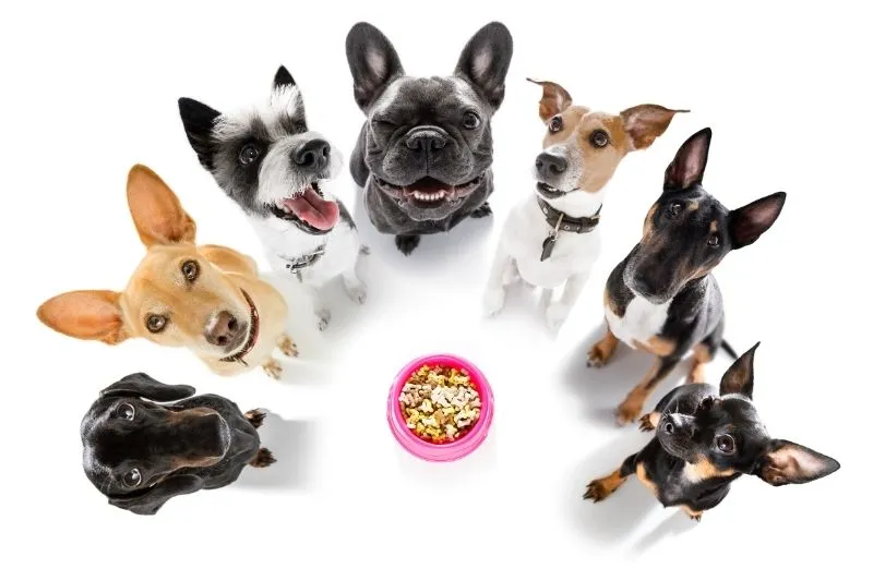 Las Proteinas y su Importancia Nutrición equilibrada para el bienestar canino