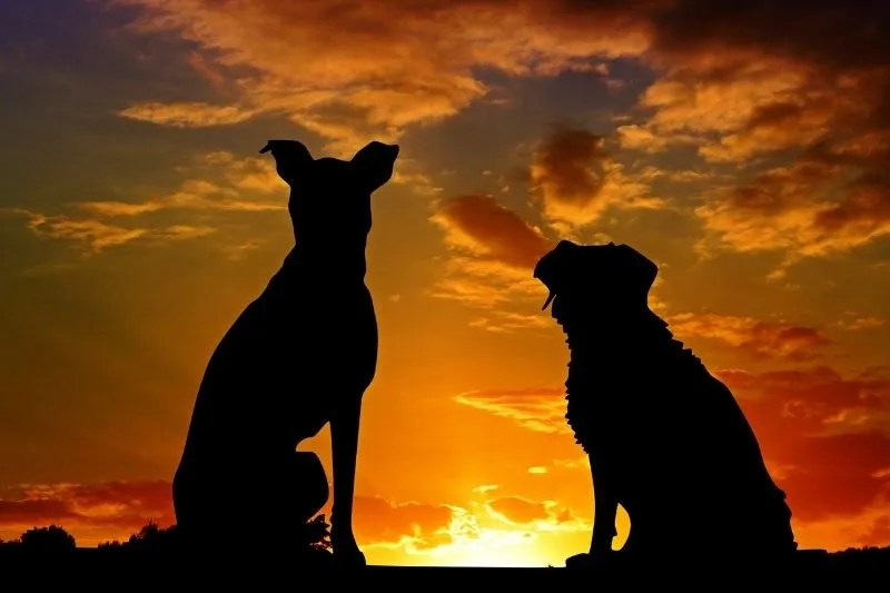 Necesidades Nutricionales Caninas Nutrición equilibrada para el bienestar canino