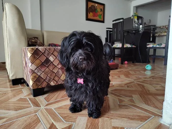 Espacio planificado para mascotas cómodo y funcional