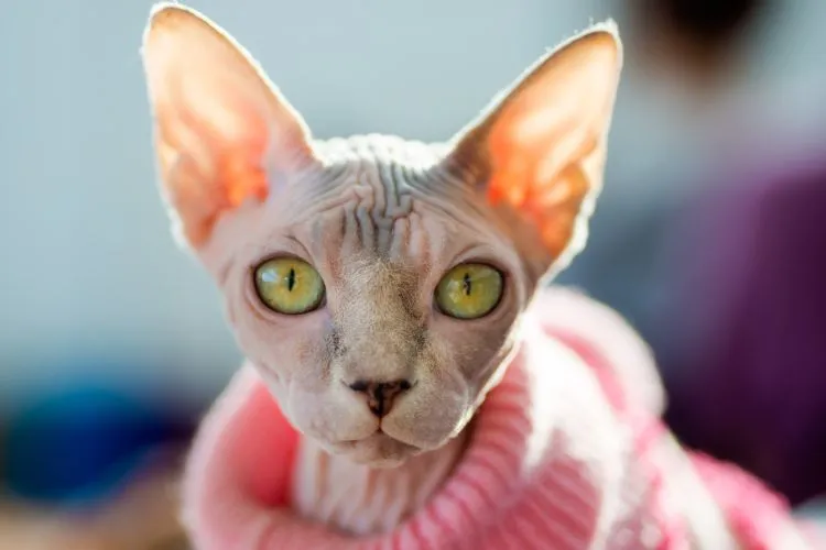 gato saludables y hermoso Errores comunes en el cuidado y salud preventiva de gatos