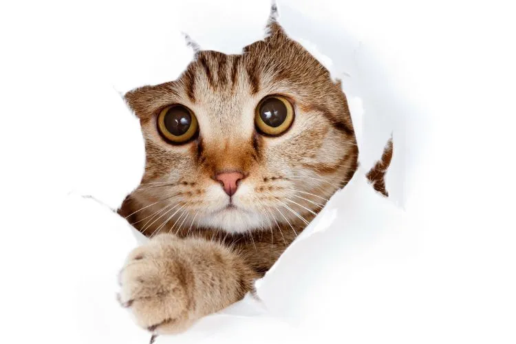 gatos felices Errores frecuentes en la alimentación y cuidados de gatos