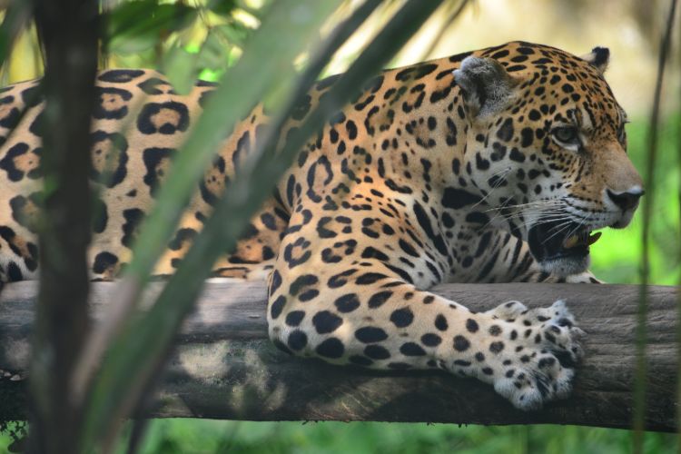 Copia de vs Fauna típica del Amazonas en planes todo incluido