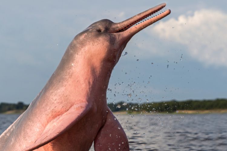 Delfines Rosados Delfines rosados en su hábitat natural del Amazonas