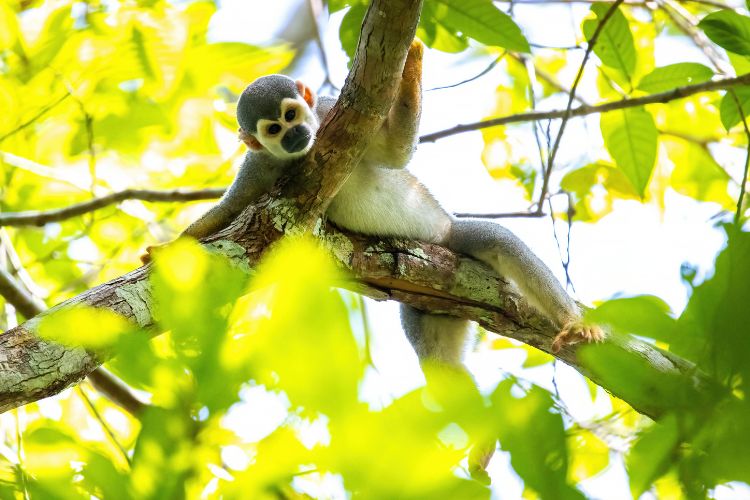 Monos del Amazonas Fauna diversa del Amazonas en su hábitat natural