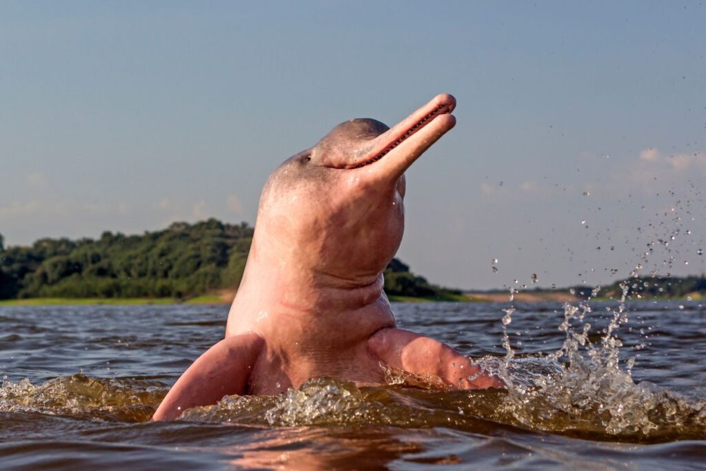 Planes al Amazonas todo incluido Planes al Amazonas todo incluido: animales que podrías ver en tu viaje