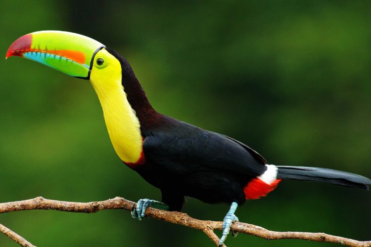 Tucanes y aves coloridas del Amazonas Fauna diversa del Amazonas en planes turísticos completos