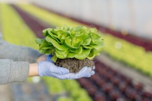 Fertilizantes Orgánicos en Agricultura Sostenible