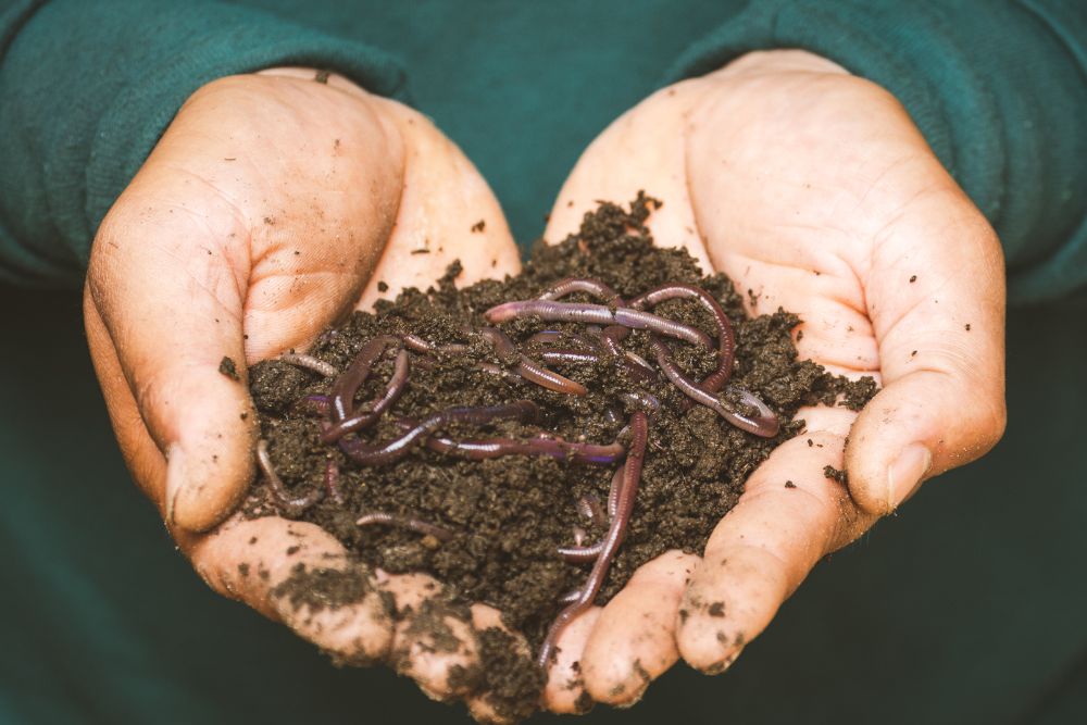 Mejora del suelo y cultivo saludable con fertilizantes orgánicos