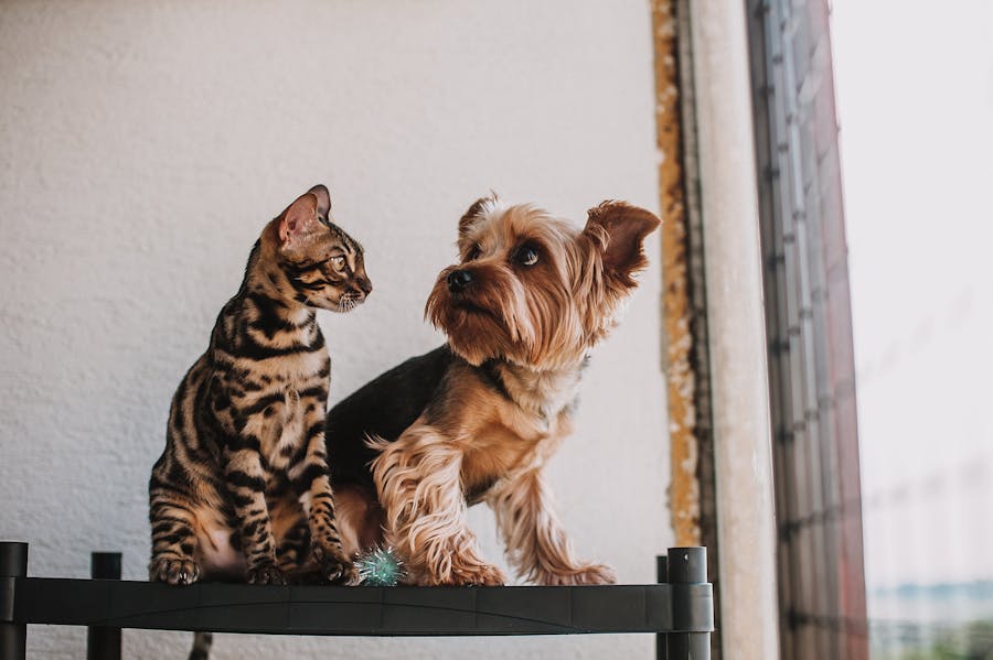 carn de vacunaci n de perros y gatos requisitos interna Imagen de Carné de vacunación de perros y gatos: Requisitos y ley en Colombia