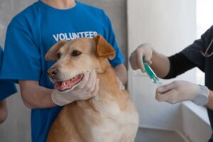 carne de vacunacion de perros y gatos requisitos y ley en Imagen de Carné de vacunación de perros y gatos: Requisitos y ley en Colombia