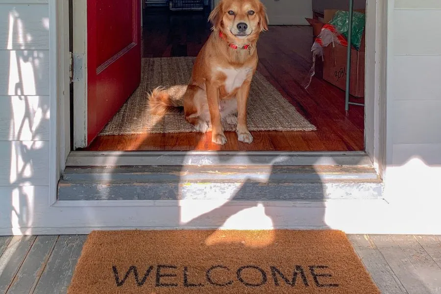 mascota mascota